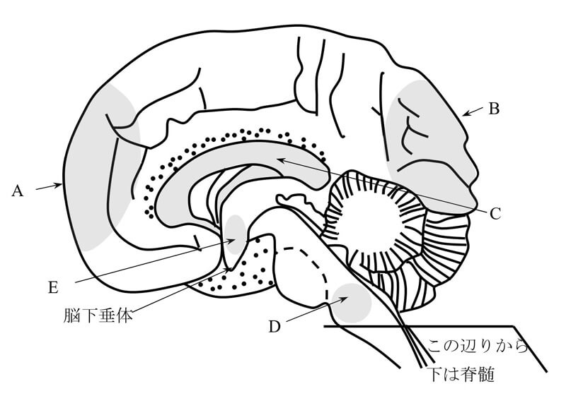 脳などの正中縦断面